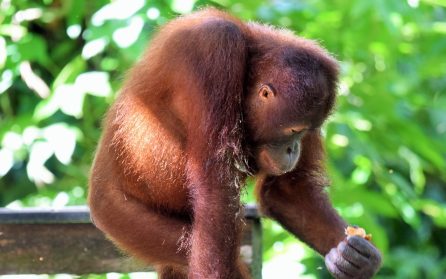 Orangutanger på Sepilok Rehabilitation Center image