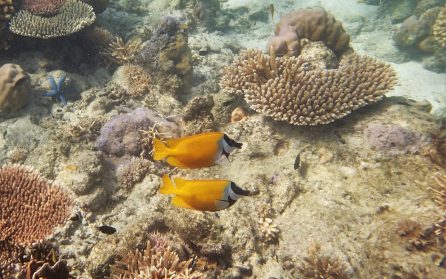 Lankayan Island image