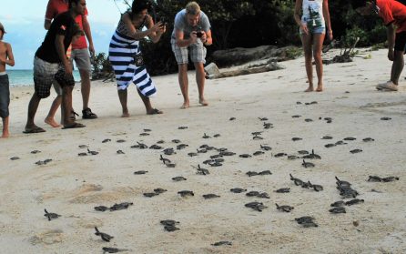 Snorkling och sköldpaddor image