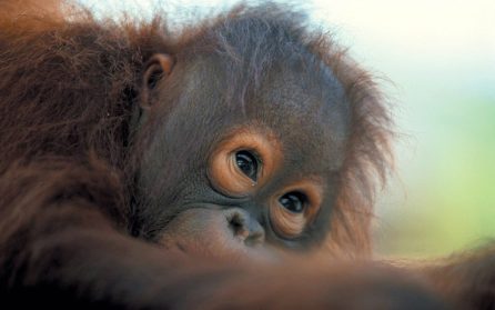 Mot Borneo image