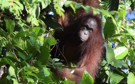 Orangutanger och djungelflodfärd image