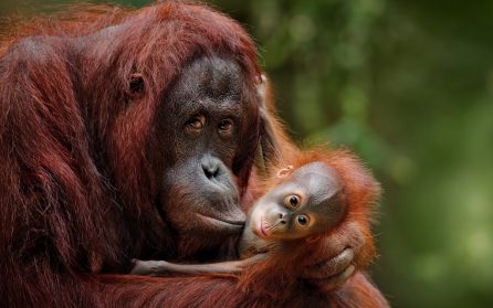 Besök hos orangutangerna i Sepilok image