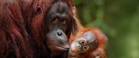 Borneo – Regnskogens hjärta med Kinabatangan, Tabin och Mulu Caves hero image