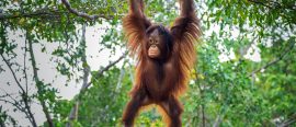 Borneo thumbnail