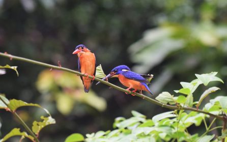 Världens tredje största ö image