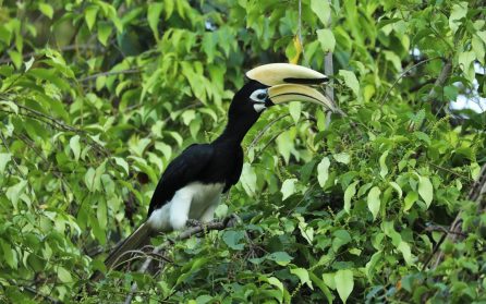 Vidare mot Tabin Wildlife reserve image