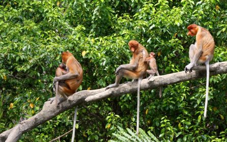 Mot Borneo image