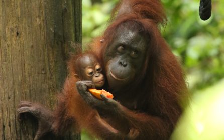 Orangutangerna i Sepilok image