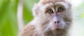 Biologisk mångfald på Borneo thumbnail