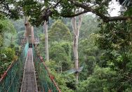 Tilläggsresa: Danum Valley i tre dagar thumbnail