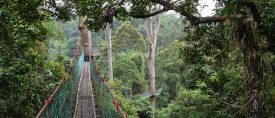 Tilläggsresa: Danum Valley i tre dagar thumbnail