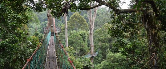 Tilläggsresa: Danum Valley i tre dagar hero image