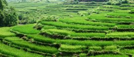 Vietnam thumbnail