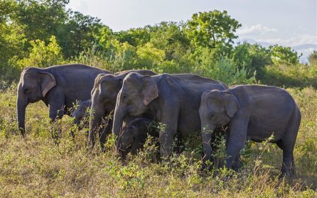 Från Ella till Udawalawe National Park image