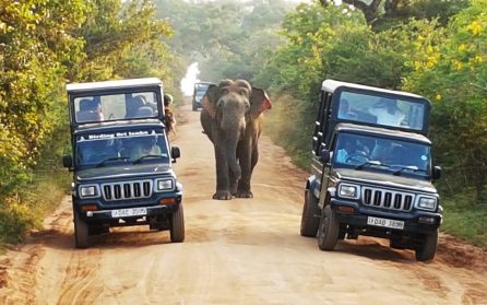 Från Ella till Yala National Park image