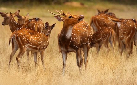 Ytterligare Game drive i Yala image