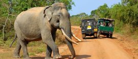 Det Vilda Sri Lanka – med Magnus Pihl thumbnail