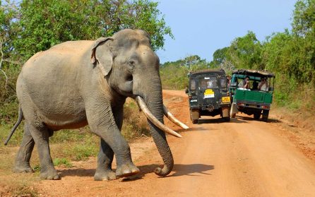 Jeepsafari i Yala National Park image