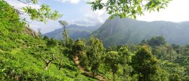 Upplev den gröna ön Sri Lanka – med Magnus Pihl thumbnail