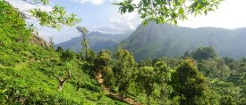 Upplev den gröna ön Sri Lanka – med Magnus Pihl thumbnail
