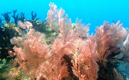 Snorkling i Raja Ampats klara vatten image
