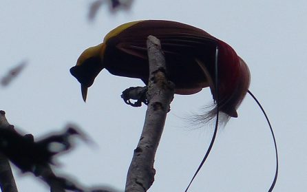 Röd paradisfågel och Arborek image