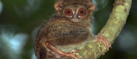 Sulawesi och Halmahera med Bo Antberg thumbnail