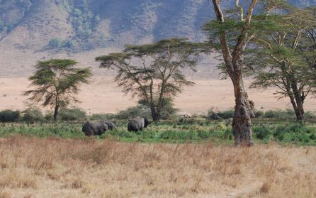 Tarangire National Park image