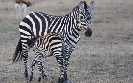 Lake Manyara - återfärd till flygplatsen image