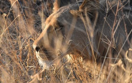 Serengetis viltrika savanner image