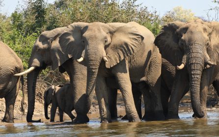 Lower Zambesi National Park image