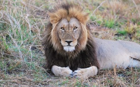 South Luangwa National Park image