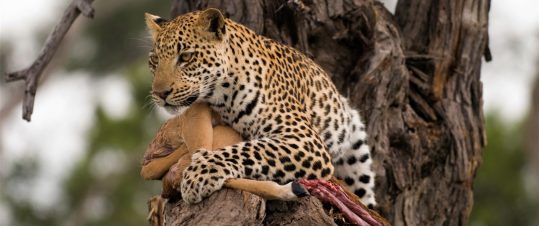 Zambia och Malawi – i Livingstones fotspår hero image