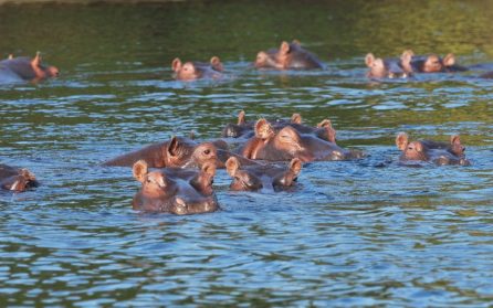 Ankomst Victoriafallen image