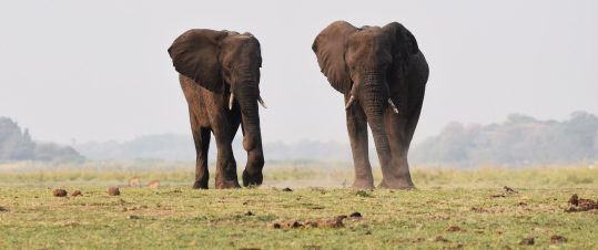 Det Vilda Botswana – med safariexperten Allan Carlsson hero image