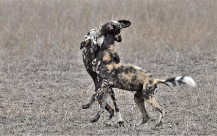Hwange National Park image