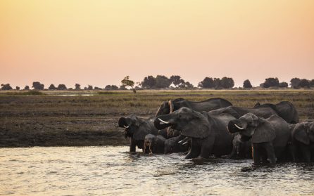 Chobe National Park, eftermiddagssafari image