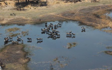 Maun image
