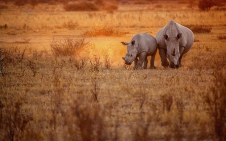 Khama Rhino sanctuary image
