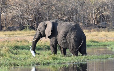Safari i Chobe image