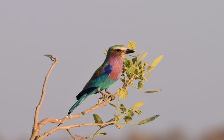 Rundu image