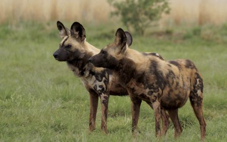 Hwange National Park image