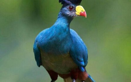 Mot Kibale Forest National Park image