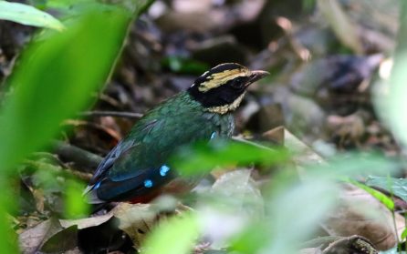 Kibale Forest, fåglar på morgonen image