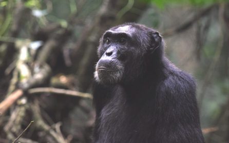 Kibale Forest, schimpanser på eftermiddagen image