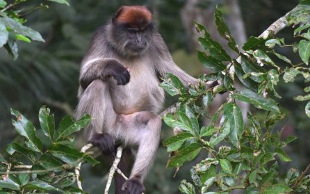 Kibale Forest - besök i Bigoditräsket image