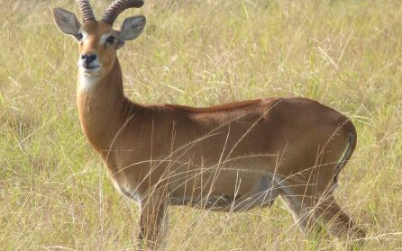 Safari i Queen Elisabeth NP image