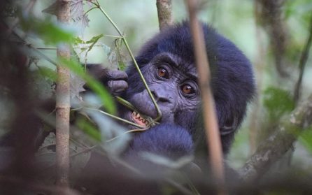 Hembesök hos bergsgorillorna image