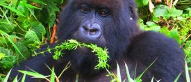 Expedition Uganda och Rwanda – med gorillaexperten Allan Carlson thumbnail