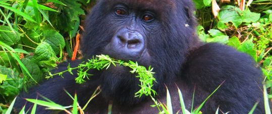 Expedition Uganda och Rwanda – med gorillaexperten Allan Carlson hero image